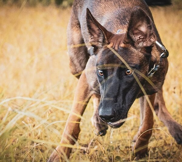 Malinois shepherd